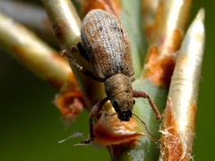 Pachyrhinus californicus