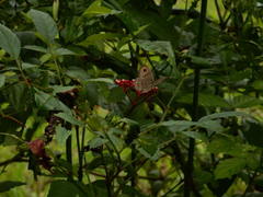 Ypthima horsfieldii humei