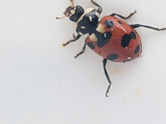 Hippodamia caseyi