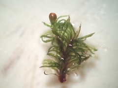 Amphidium lapponicum