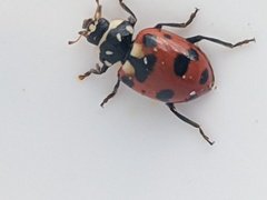 Hippodamia caseyi