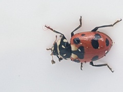 Hippodamia caseyi