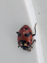 Hippodamia caseyi