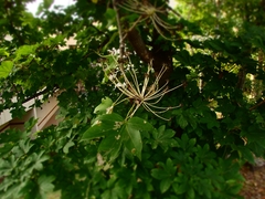 Kalopanax septemlobus