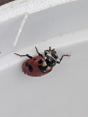 Hippodamia caseyi