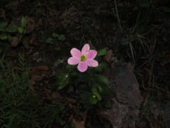 Knowltonia hootae