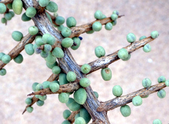 Tetraena