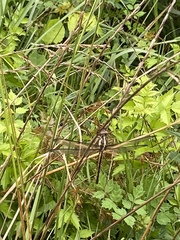 Libellula cyanea