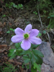 Knowltonia hootae