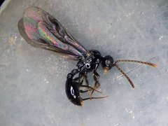 Myrmecina graminicola