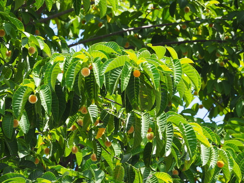 Neolamarckia cadamba