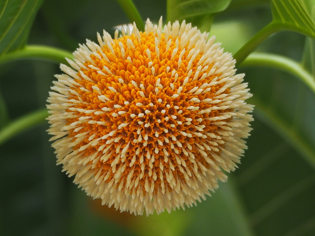 Neolamarckia cadamba, 台灣高雄市