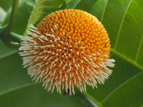Neolamarckia cadamba