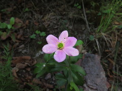 Knowltonia hootae