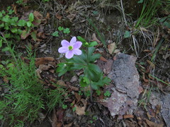 Knowltonia hootae