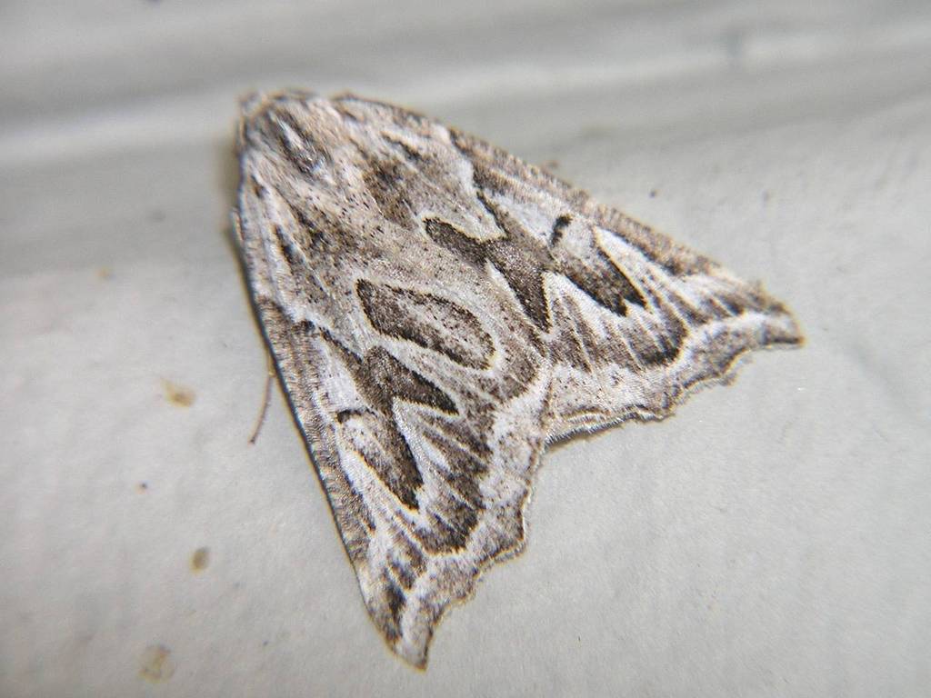 Plataea californiaria