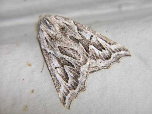 Plataea californiaria