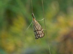 Chrysocramboides craterella