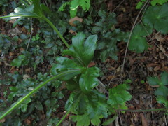 Knowltonia hootae