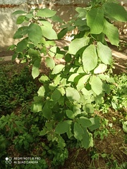 Prunus padus