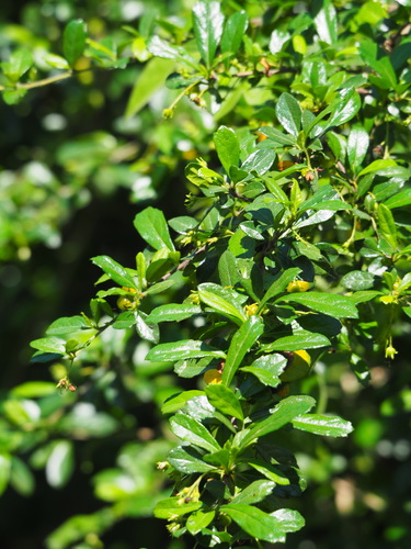 Ehretia microphylla