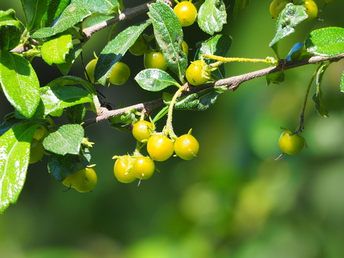 Ehretia microphylla