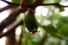 Actinidia kolomikta