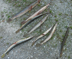 Lepisosteus platostomus