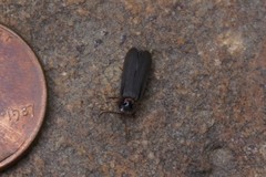 Phausis reticulata