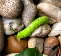 Orthosia cerasi