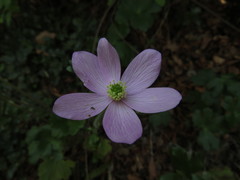 Knowltonia hootae