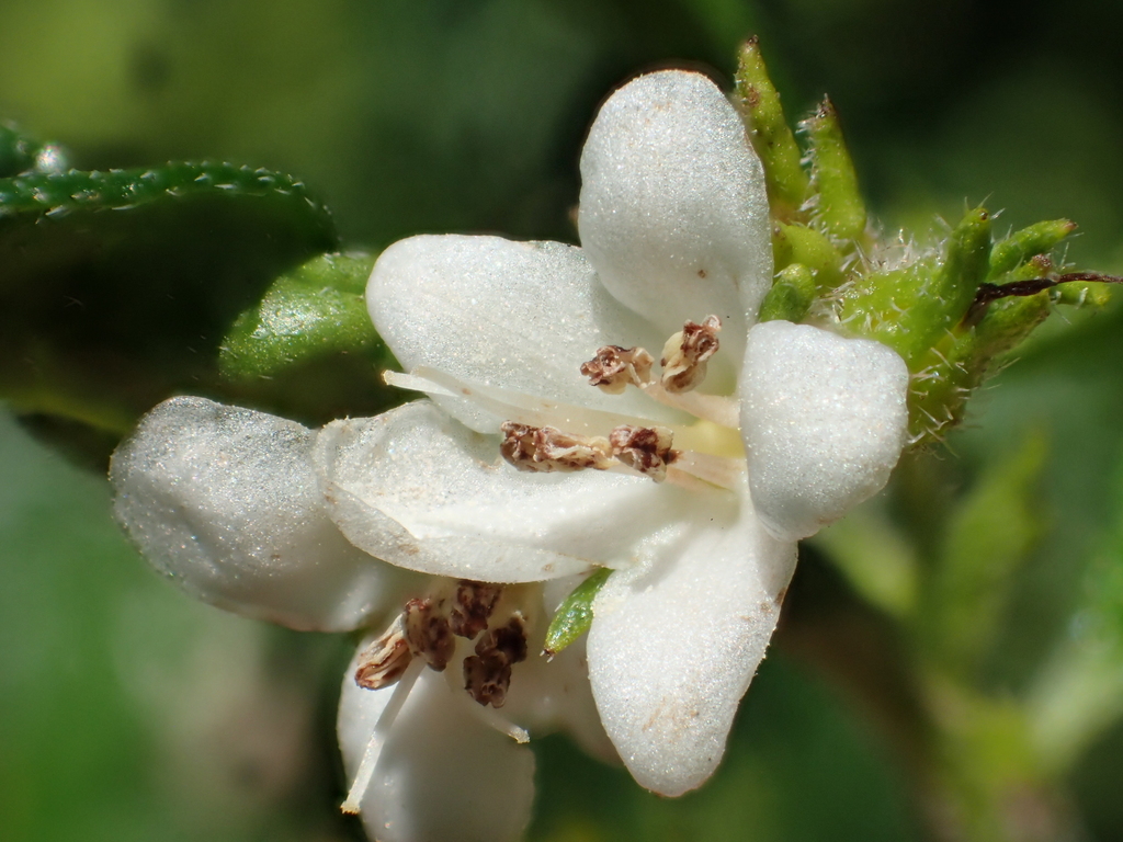 Ehretia microphylla