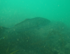 Atractoscion nobilis