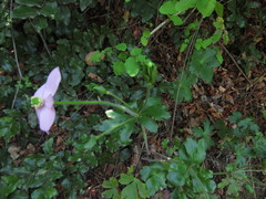 Knowltonia hootae