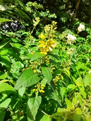 Lysimachia vulgaris