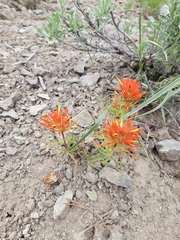 Castilleja covilleana