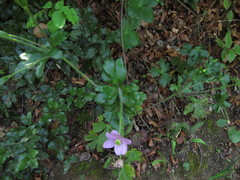 Knowltonia hootae