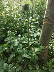 Angelica sylvestris