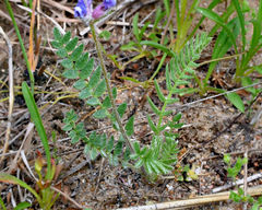 Oxytropis campestris chartacea