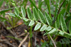 Oxytropis campestris chartacea