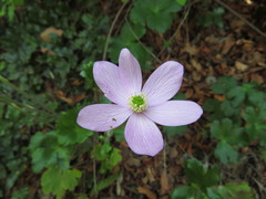 Knowltonia hootae
