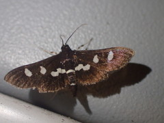 Desmia maculalis