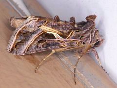Autographa flagellum