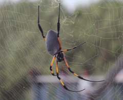 Trichonephila inaurata