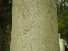 Holoptelea integrifolia