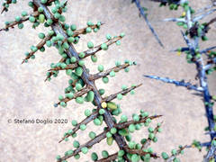 Tetraena
