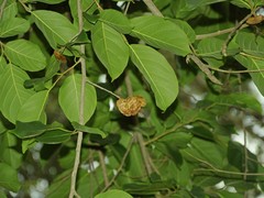 Holoptelea integrifolia