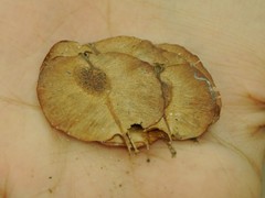 Holoptelea integrifolia