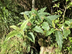 Viburnum urceolatum