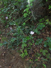 Knowltonia hootae